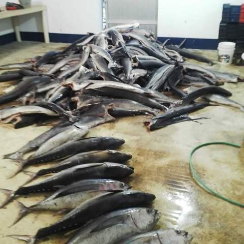 Pesquera Imperial, c.a.